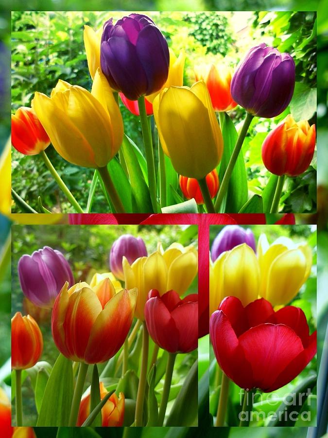 Tulip Photograph - Rainbow Tulips Collage 2 by Joan-Violet Stretch