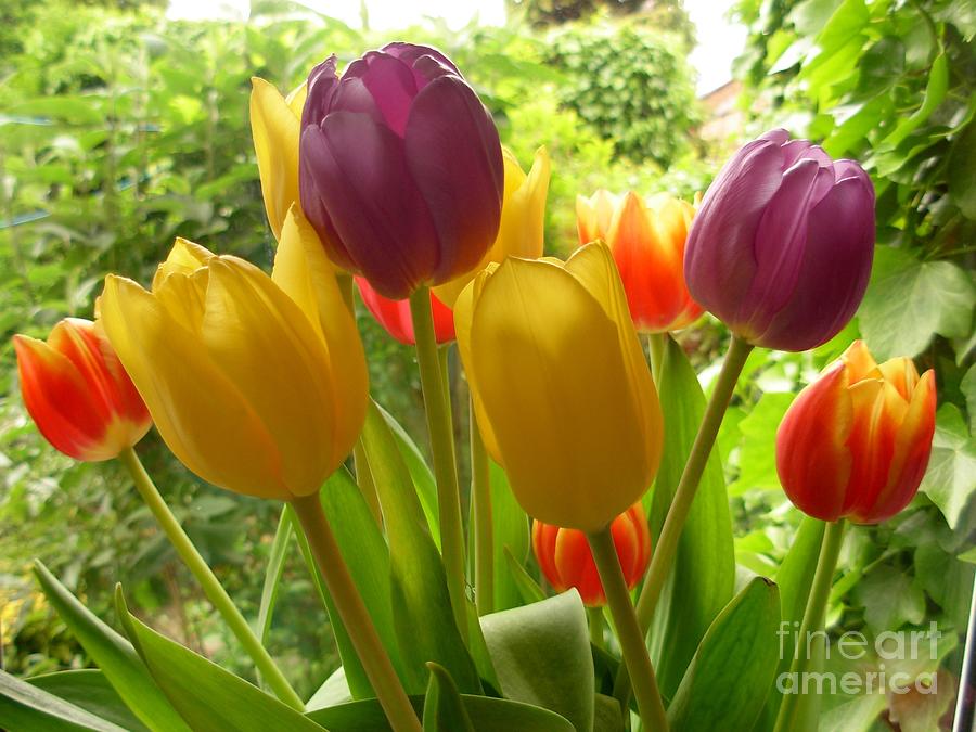 Rainbow Tulips  Photograph by Joan-Violet Stretch