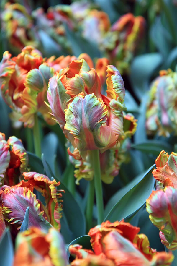 Rainbow Tulips Photograph By Pierre Leclerc Photography Fine Art America