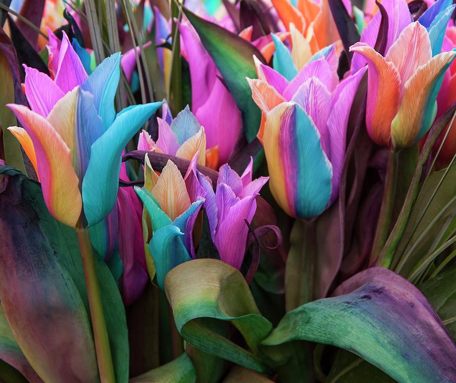 Flower Photograph - Rainbow Tulips (tulipa Sp.) by Adrian Thomas/science Photo Library