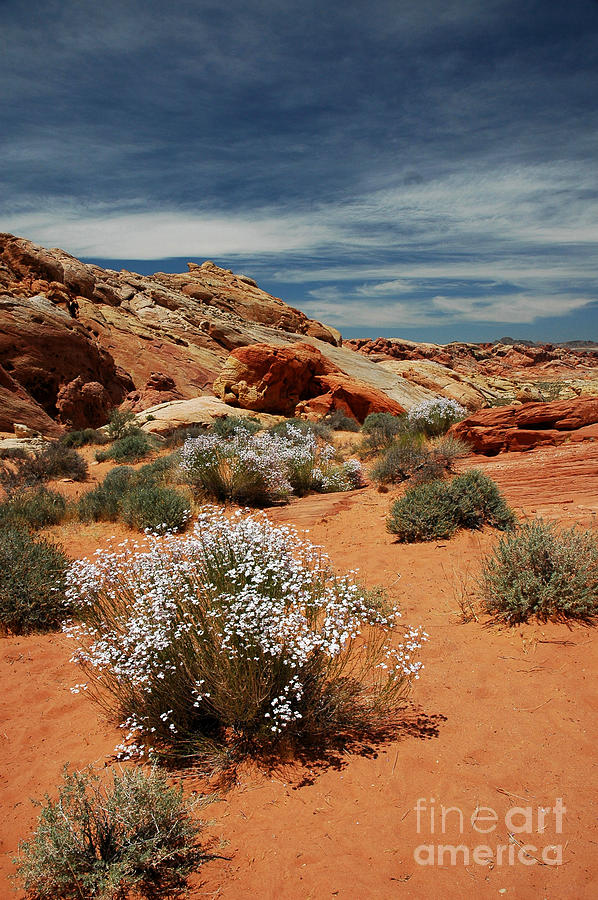 513P Rainbow Vista in the Valley of Fire Photograph by NightVisions