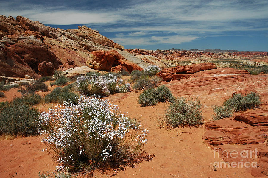 601P Rainbow Vista in the Valley of Fire Photograph by NightVisions