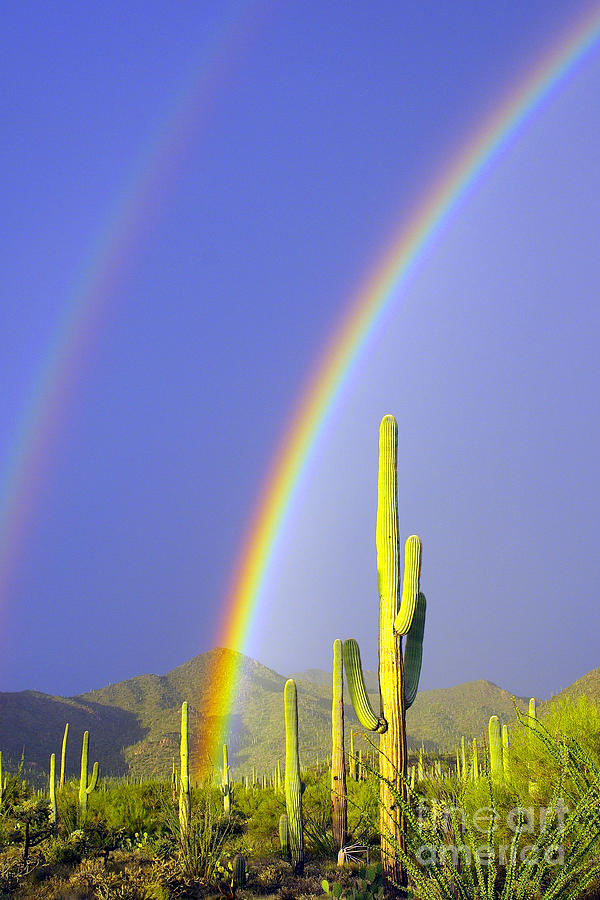 Rainbows And Saguaros  #1 Photograph by Douglas Taylor