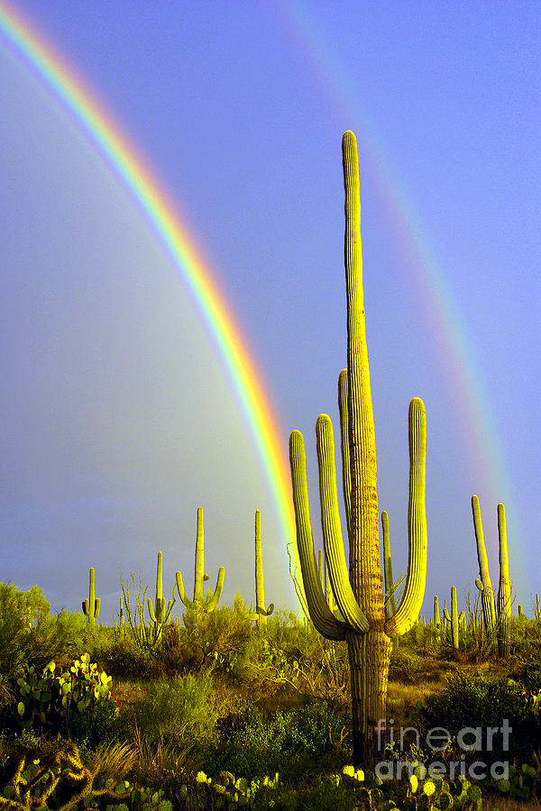 Rainbows And Saguaros  Photograph by Douglas Taylor