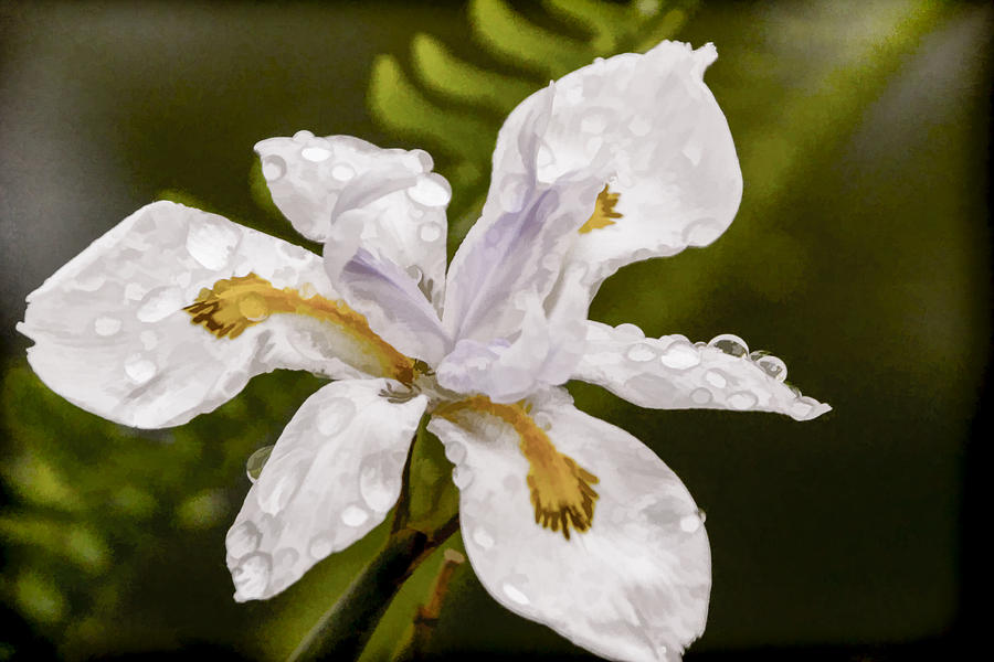 Raindrops on Wild Iris Digital Art by Photographic Art by Russel Ray Photos