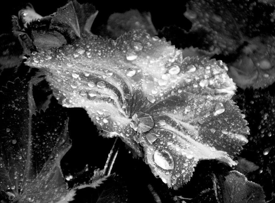 Raindrop covered leaf Photograph by Tracy Winter