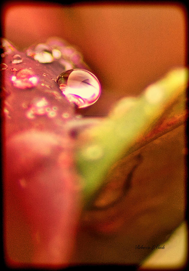 Nature Photograph - Raindrop Face by Bellesouth Studio