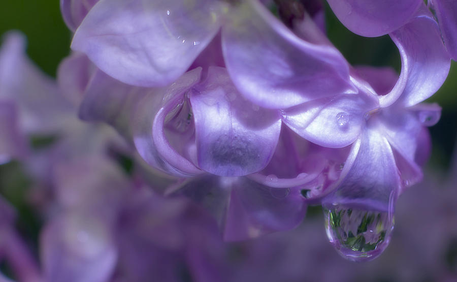 Raindrop Falling Off Lilacs Photograph By Tom Climes - Fine Art America