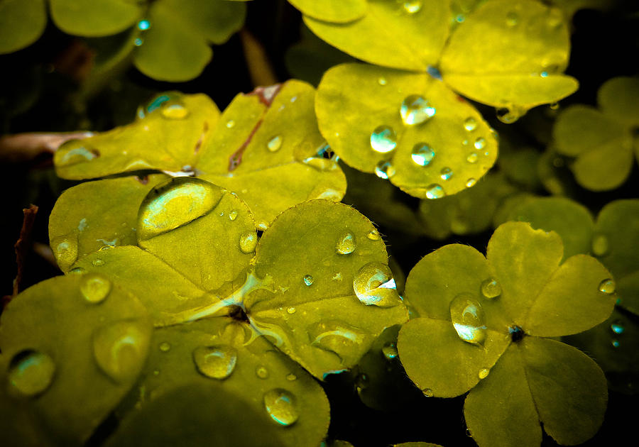 Raindrop Luck Photograph by Stacy Michelle Smith