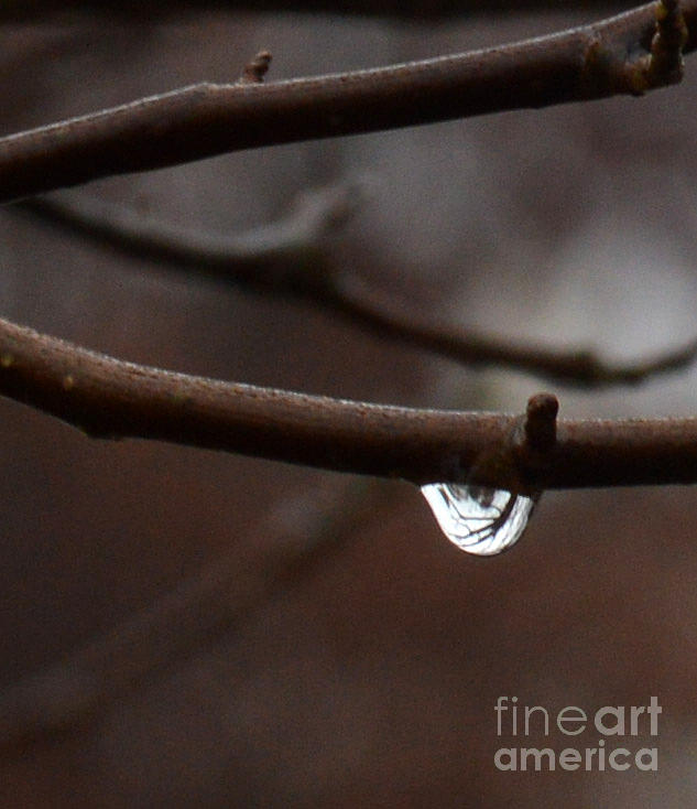 Raindrop Photograph by Lynellen Nielsen
