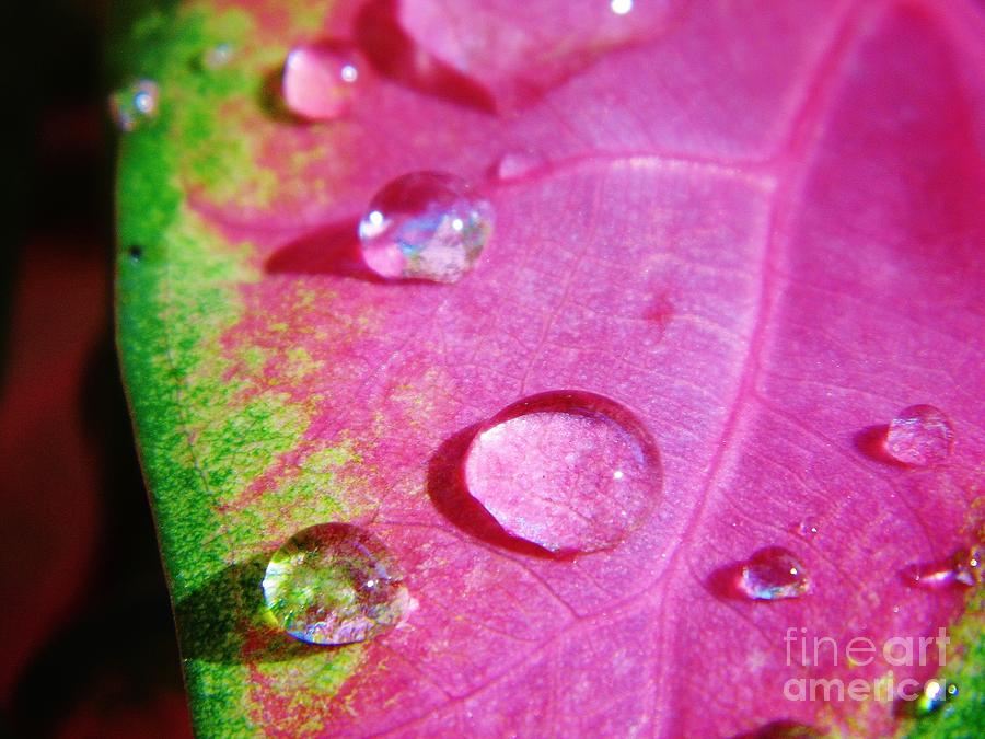 Raindrop On The Leaf Photograph by D Hackett