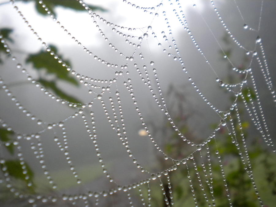 Raindrop Pearls in Fog Photograph by Diannah Lynch