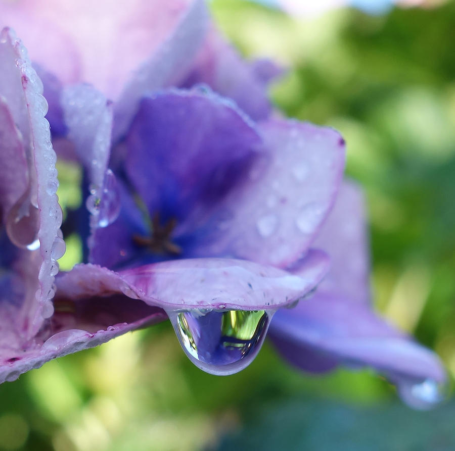 Raindrop reflection Photograph by Pam Perry | Fine Art America