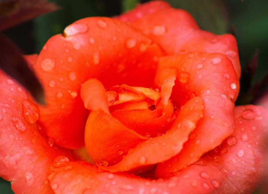 Rose Photograph - Raindrop Rose by Karen Wagner