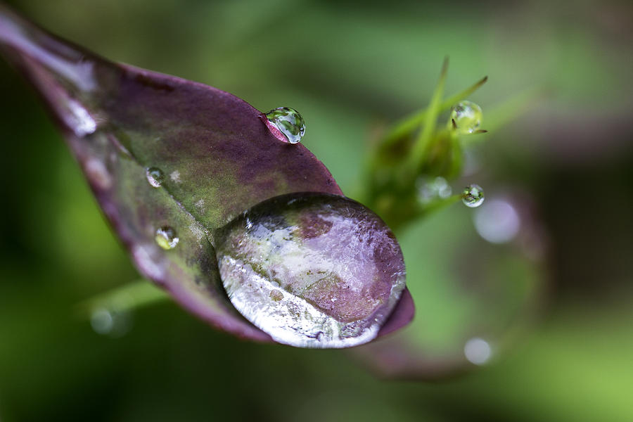 Raindrop Photograph by Sara Hudock