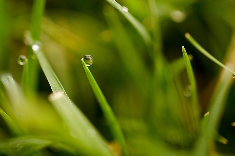 Raindrop Photograph by Sarah Begbie - Fine Art America