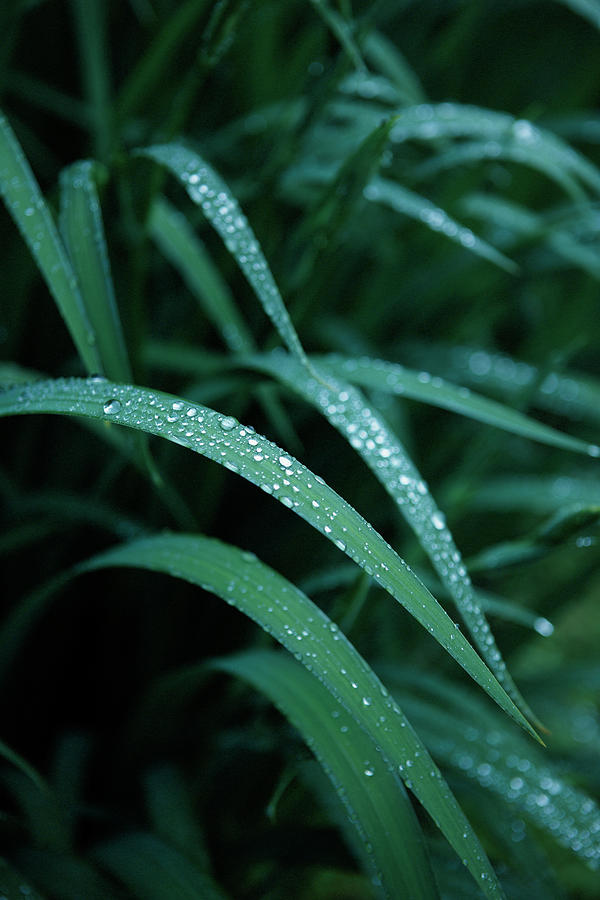 Raindrop Photograph by Seiji Nakai