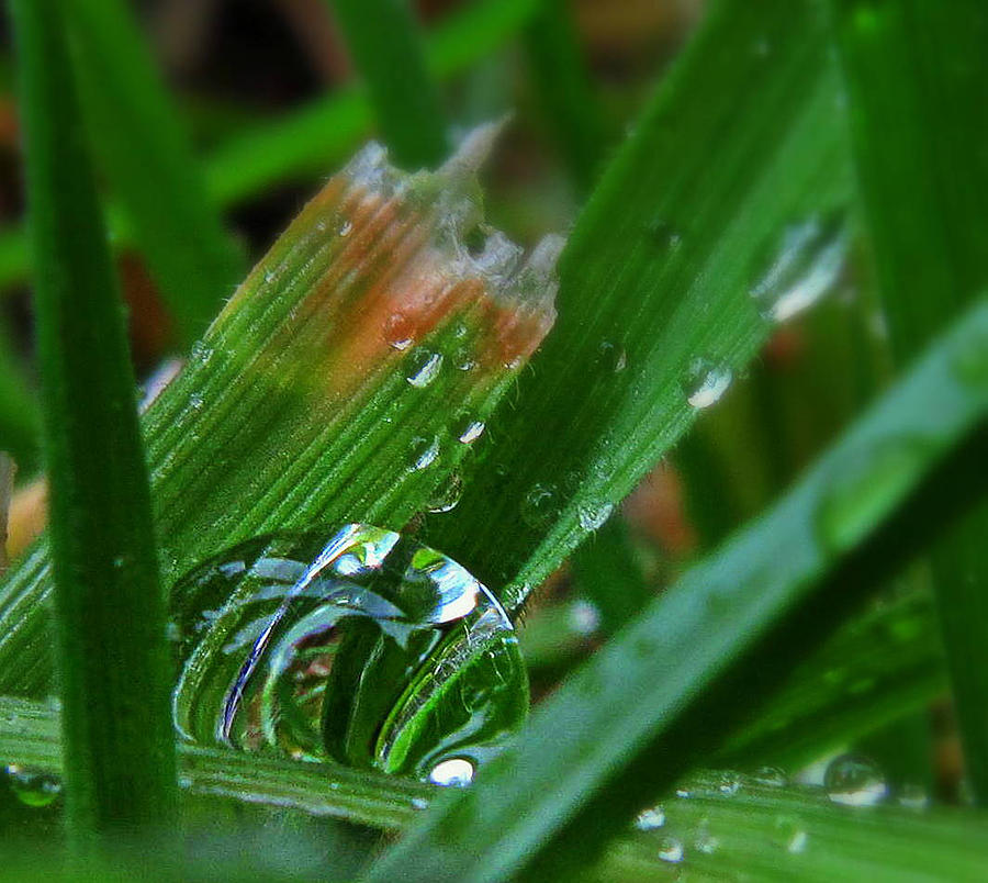 Raindrop in the Grass Photograph by Suzy Piatt