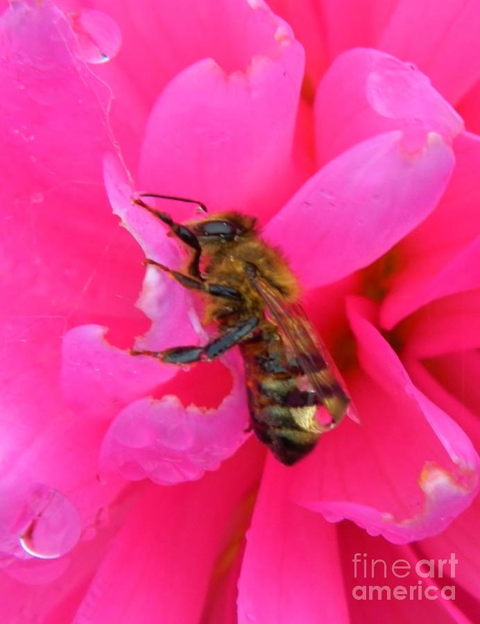 Raindropped Bee Photograph by Gallery Of Hope 