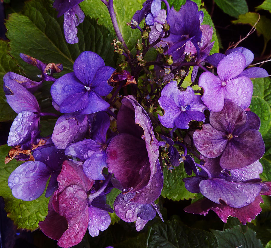 Raindroppy Mauve Medley Photograph by Baato Raindroppy Mauve Medley Photograph by Baato