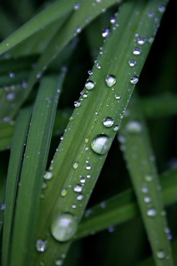 Raindrops 3 Photograph by Henry Kowalski