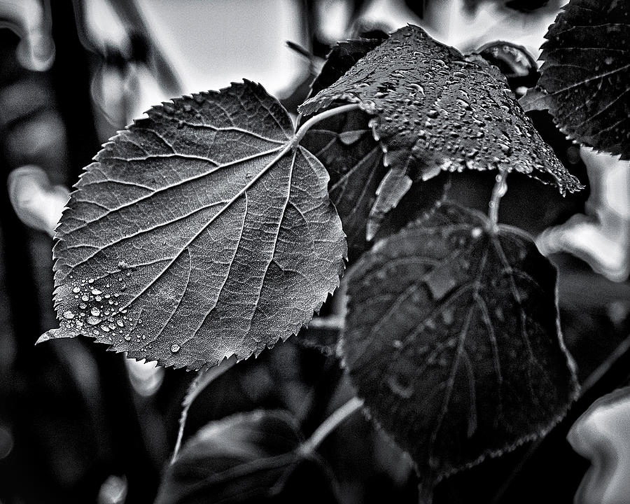 Raindrops After The Storm Photograph by Brian Carson