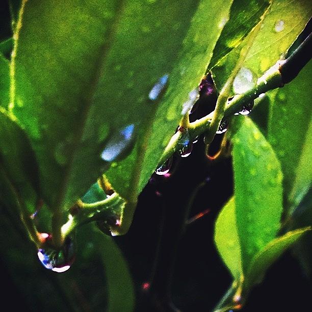 Raindrops And Backlight #pictapgo_app Photograph by Diana Daley