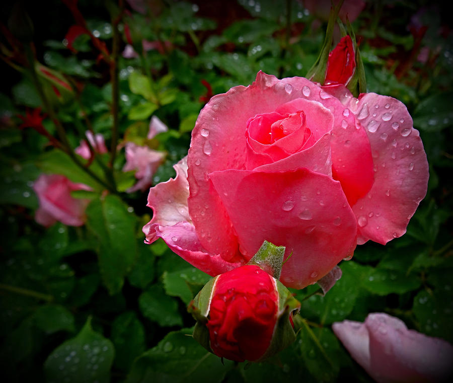 Raindrops and Pink Rose Photograph by Nick Kloepping