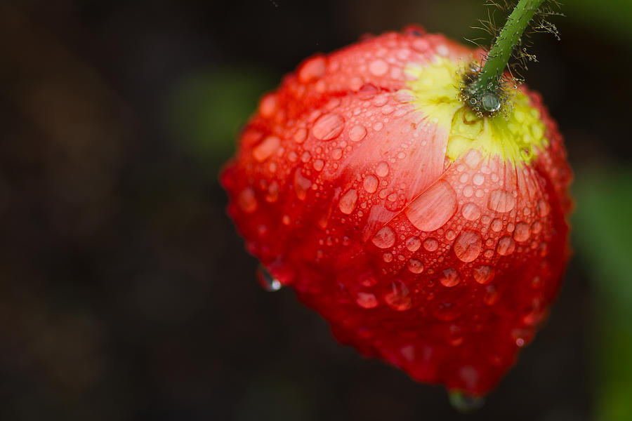 Poppy Photograph - Raindrops and Poppy by Lindley Johnson