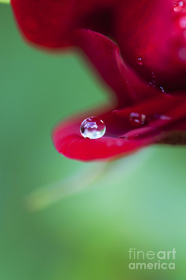 Raindrops and Roses Photograph by Tim Gainey