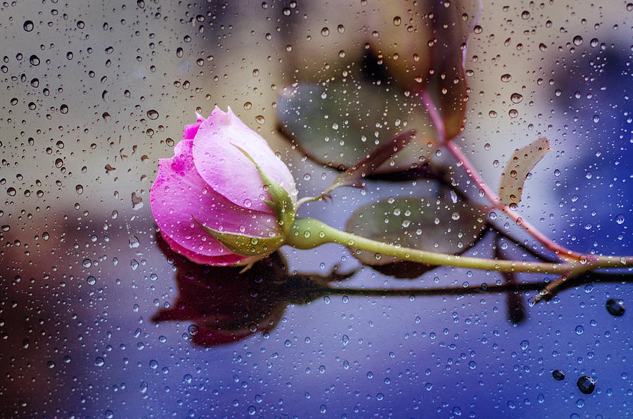 Raindrops And The Rose Photograph by Cathy Kovarik