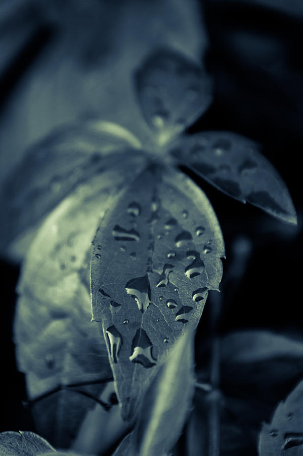 Raindrops Photograph by Andreas Levi