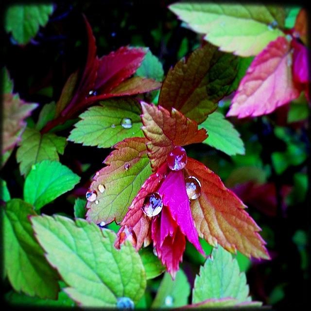 Igers Photograph - Raindrops Are Like Joy Sometimes by Kevin Smith