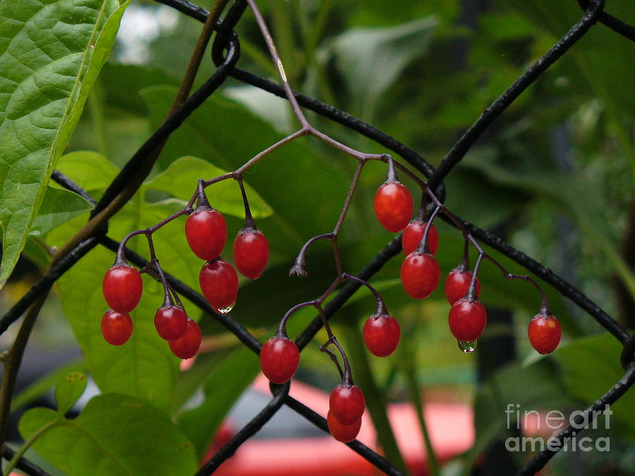 Raindrops Berries Photograph by Lingfai Leung