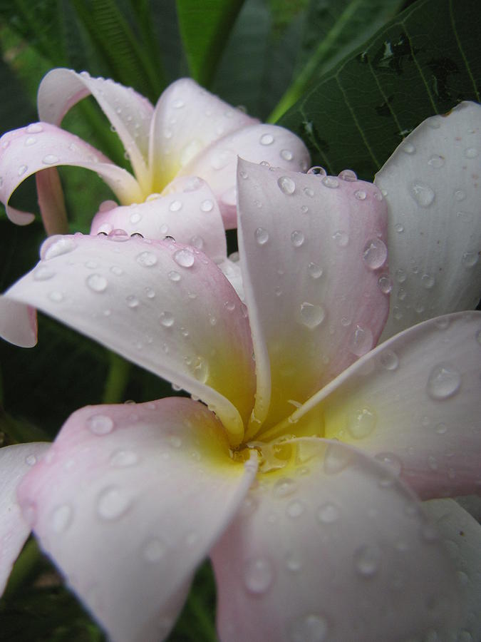Flower Photograph - Raindrops by Beth Vincent
