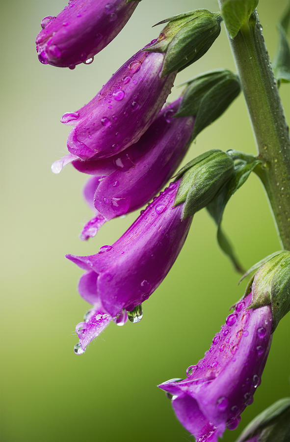 Flowers Still Life Photograph - Raindrops Cling To Foxglove Petals_ by Robert L. Potts