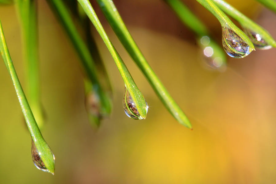 Raindrops Clinging To Pine Needles Photograph by Daniel Reed