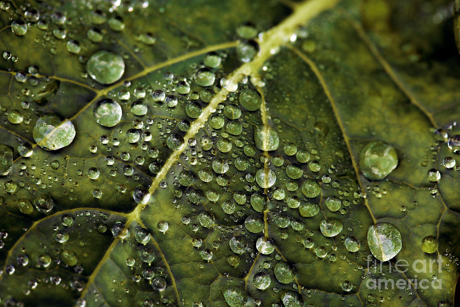 Spring Photograph - Raindrops by Dennis Bucklin