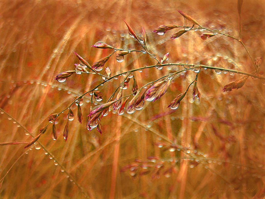 Abstract Photograph - Raindrops Falling on Autumn  Grasses by Jennie Marie Schell