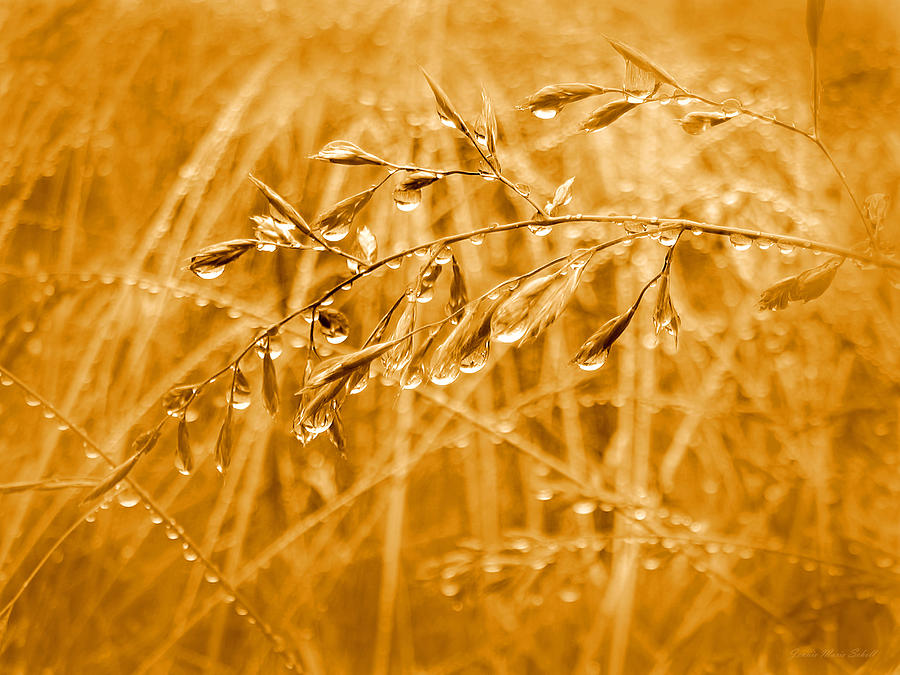 Raindrops Falling on Golden Grasses Photograph by Jennie Marie Schell