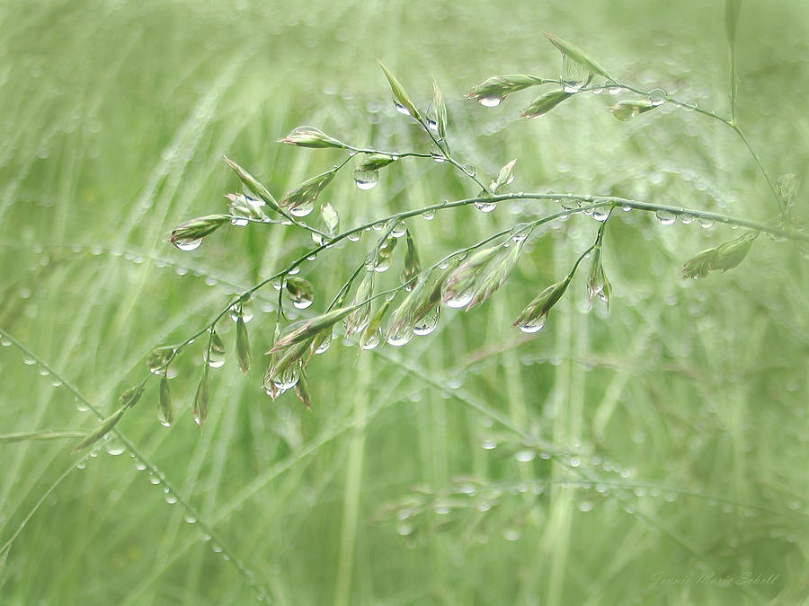 Grass Photograph - Raindrops Falling on Green Grasses by Jennie Marie Schell