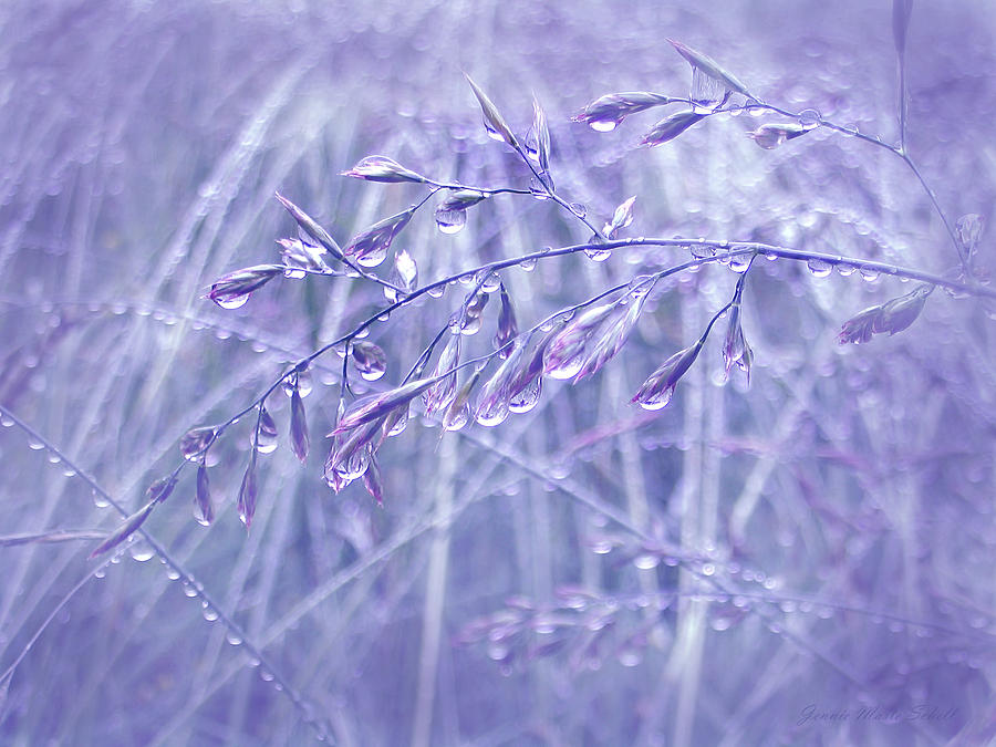 Raindrops Falling on Lavender Grasses Photograph by Jennie Marie Schell