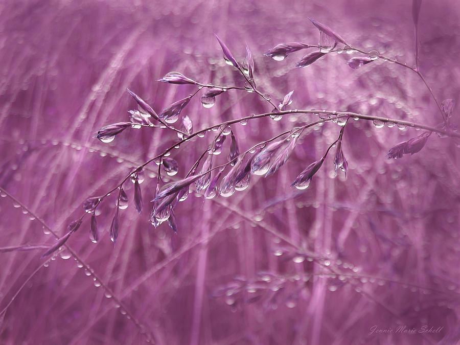 Raindrops Falling on Plum Grasses Photograph by Jennie Marie Schell