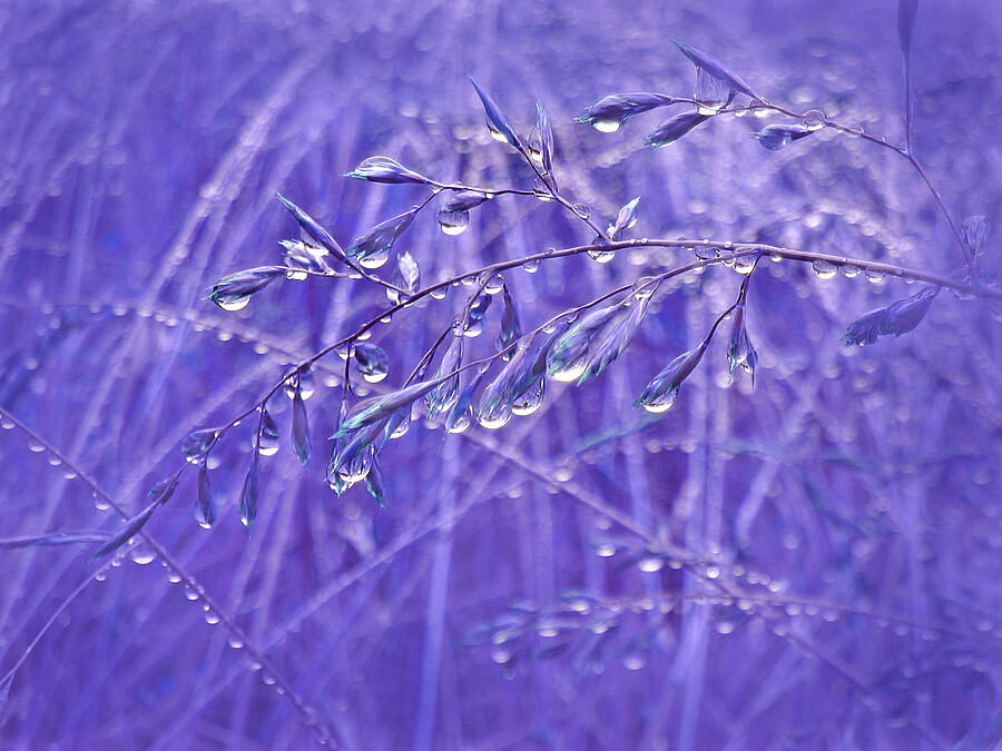Nature Photograph - Raindrops Falling on Purple Grasses by Jennie Marie Schell