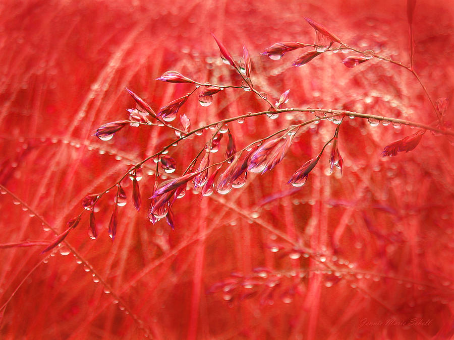 Raindrops falling on Red Grasses Photograph by Jennie Marie Schell