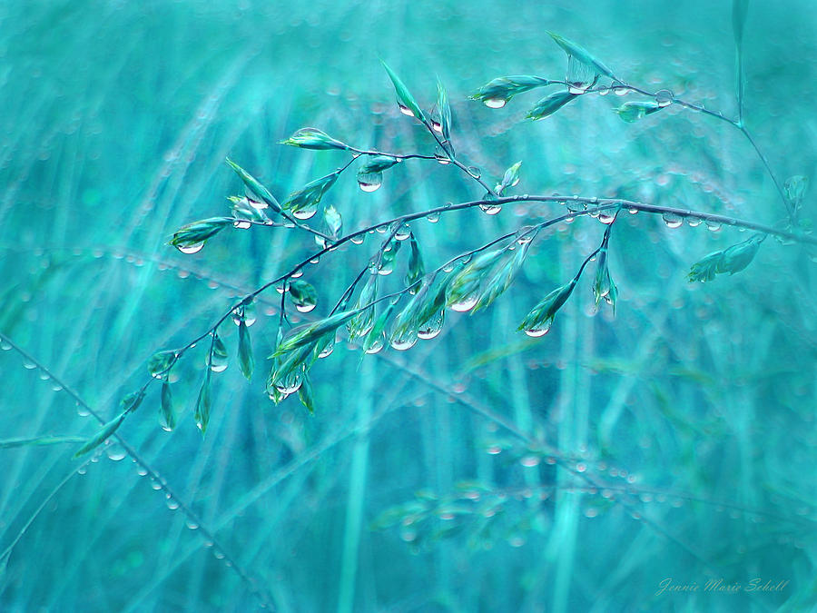 Raindrops Falling on Teal Blue Grasses Photograph by Jennie Marie Schell