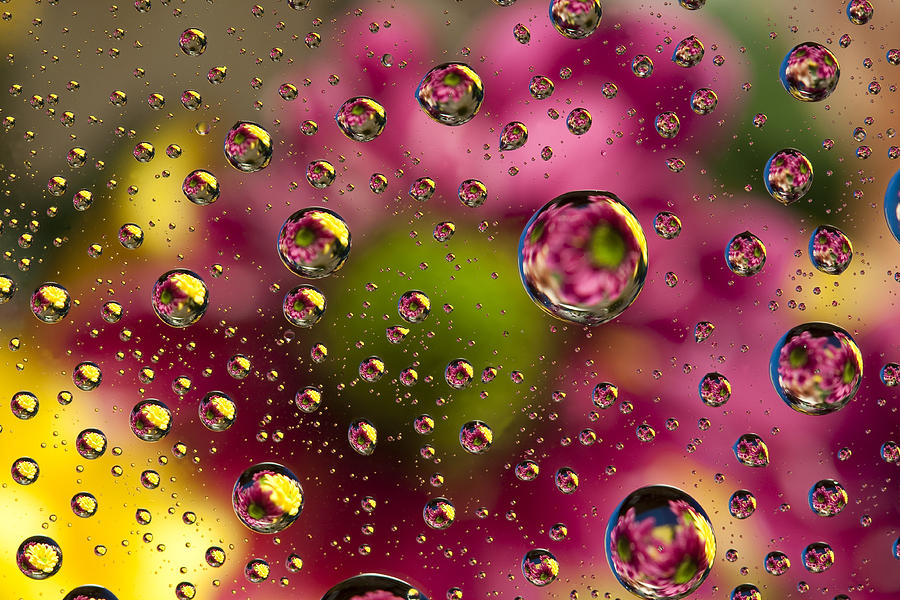 Nature Photograph - Raindrops Flowers 2 by John Brueske