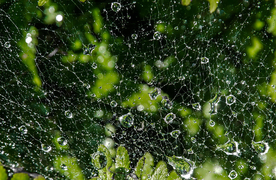 Raindrops In Spiderweb Photograph by Andreas Berthold