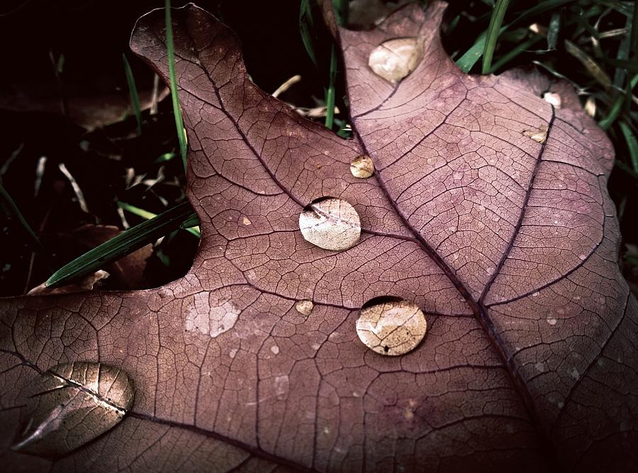 Nature Photograph - Raindrops  by September Stone