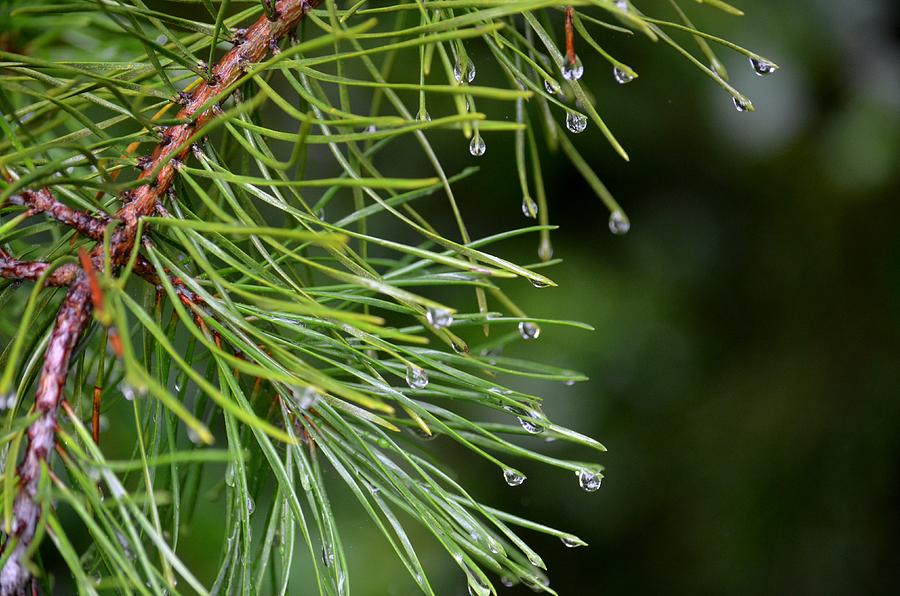 Raindrops Keep Falling Photograph by Maria Urso - Fine Art America